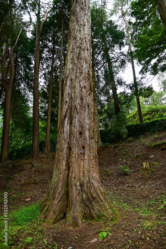 Riesenmammutbaum Sequoiadendron giganteum im botanischen Garten Inverewe Garden, bei Poolewe, Achnasheen, Highland, Schottland photo