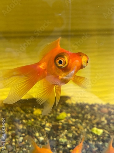 Pop-eyed goldfish swimming the small tank, street of Tokyo Japan year 2022 September, in Nezu. photo