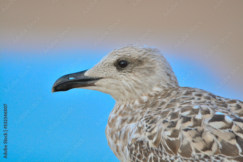 close up of a seagull close up of a seagull