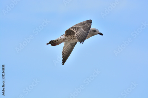 seagull flying in the sky © johamed73