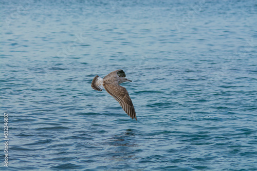 seagull in flight © johamed73