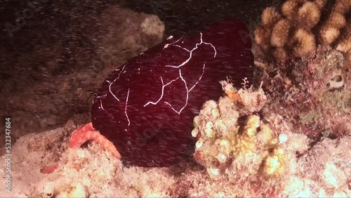 red Discodorididae nudibranch crawling over coral reef at night photo