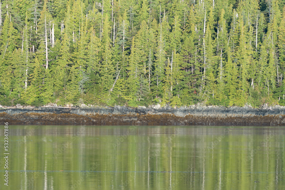 Obraz premium Forest canopy in Misty Fjords National Monument