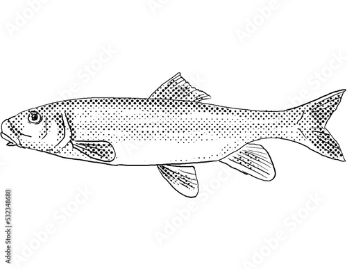 Cartoon style line drawing of a white sucker or Catostomus commersonii a freshwater fish endemic to North America with halftone dots shading on isolated background in black and white. photo