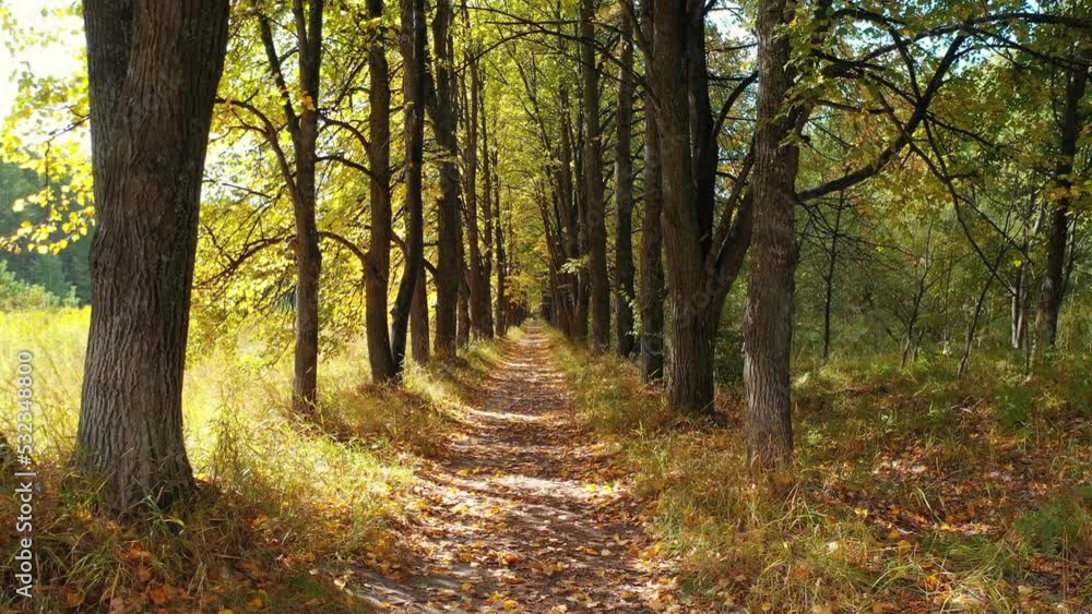 Video of walk along the autumn linden tree alley. Sunrays shine through the trunks and crowns of trees. Video of walk along the autumn linden tree alley. Sunrays shine through the trunks and crowns of trees.
