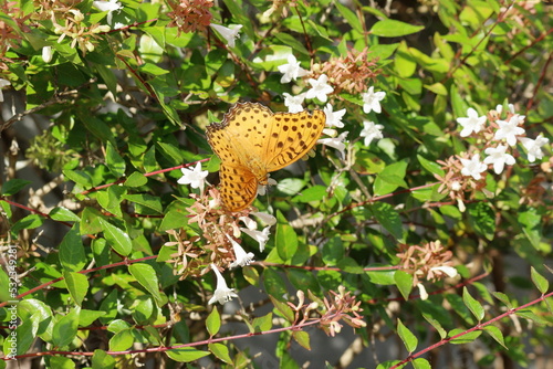 生垣の花の蜜を求めてやってきた蝶 photo