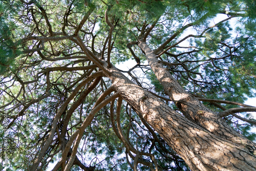 Obraz premium View with a tree from below against a clear blue sky on a sunny day