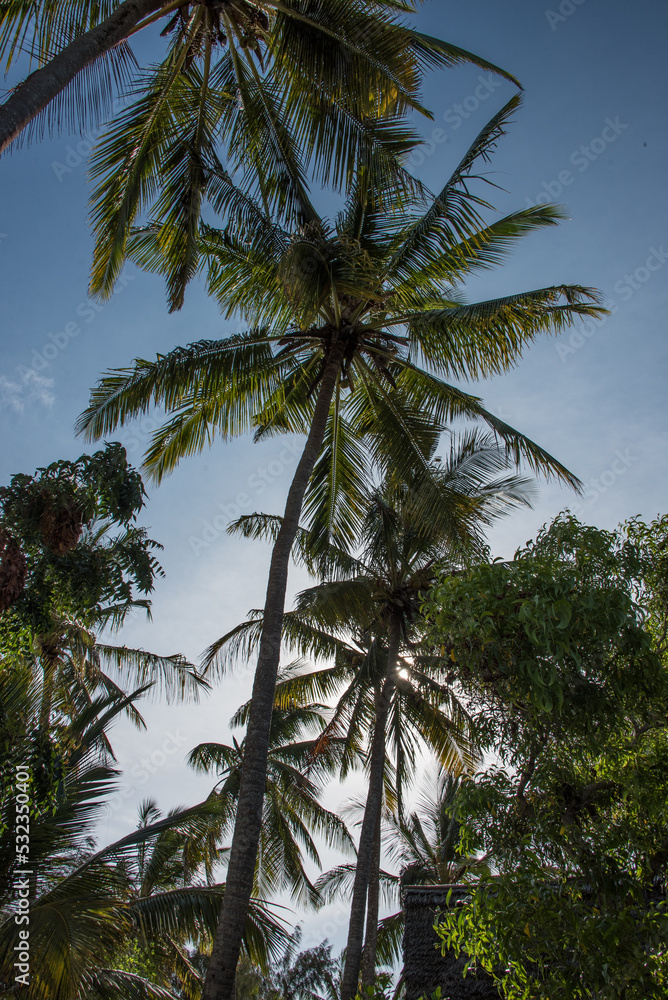 backlit coconut palm trees against sky