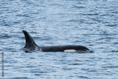 Killer whale in Chatham Strait, Alaska