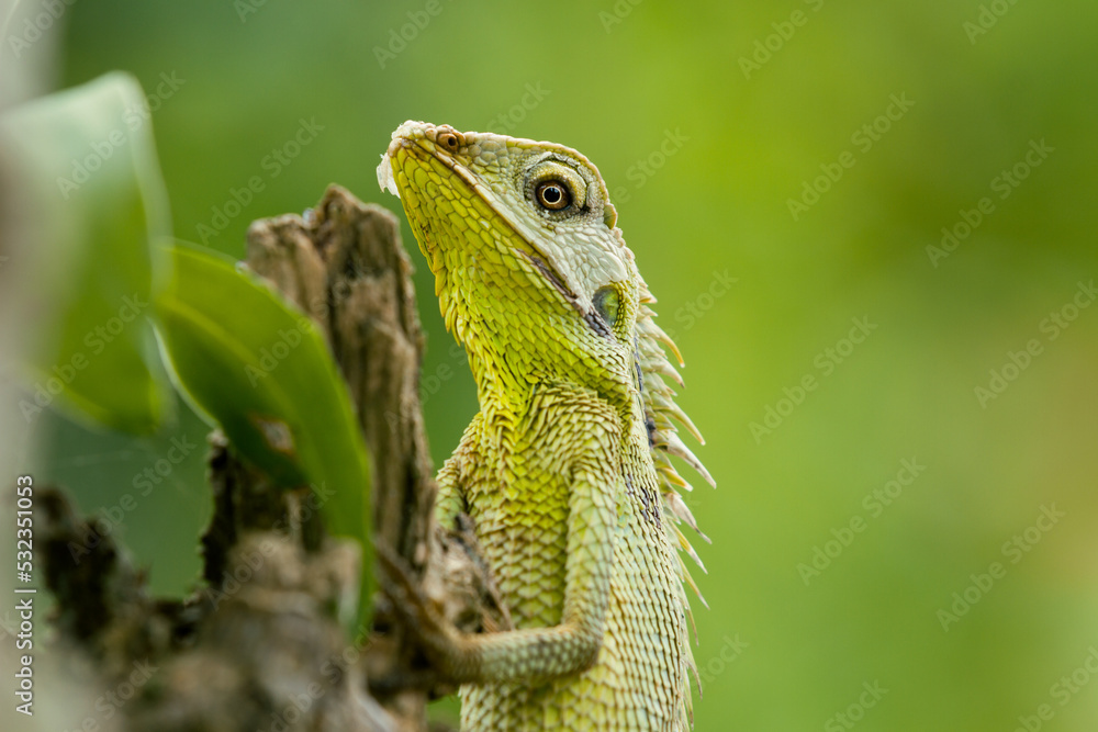Maned Forest Lizard (Bronchocela jubata) Maned Forest Lizard (Bronchocela jubata)