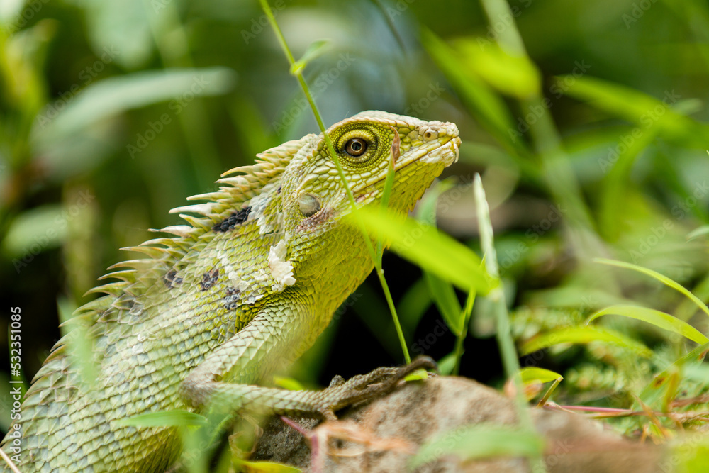 Maned Forest Lizard (Bronchocela jubata) Maned Forest Lizard (Bronchocela jubata)