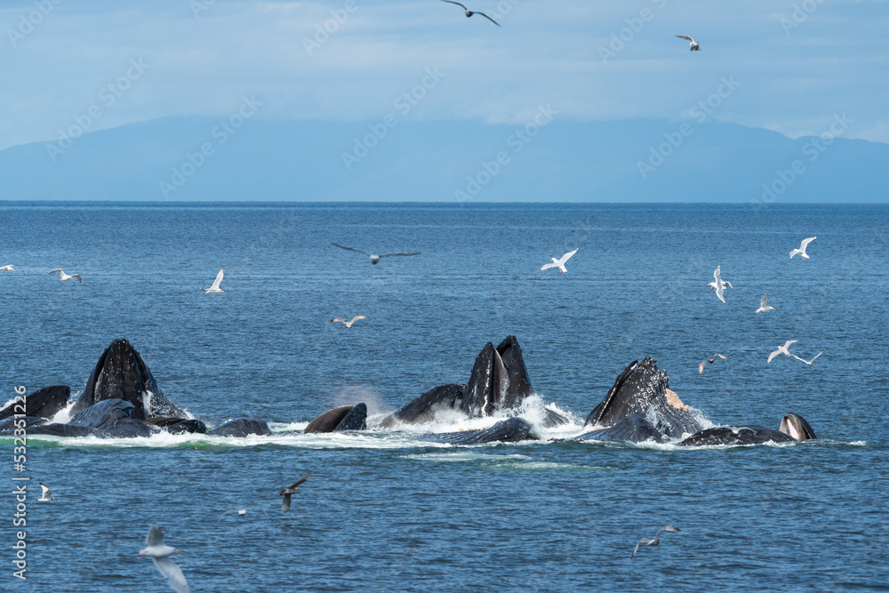 Fototapeta premium Bubblenet feeding humpback whales in South East Alaska