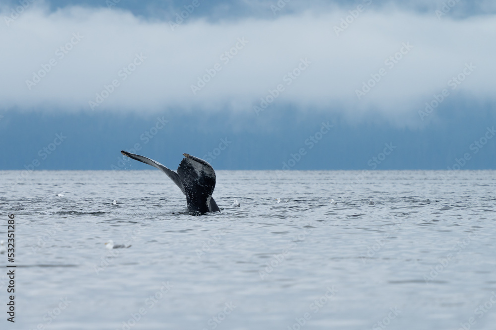 Fototapeta premium Humpback Whale tail in South East alaska