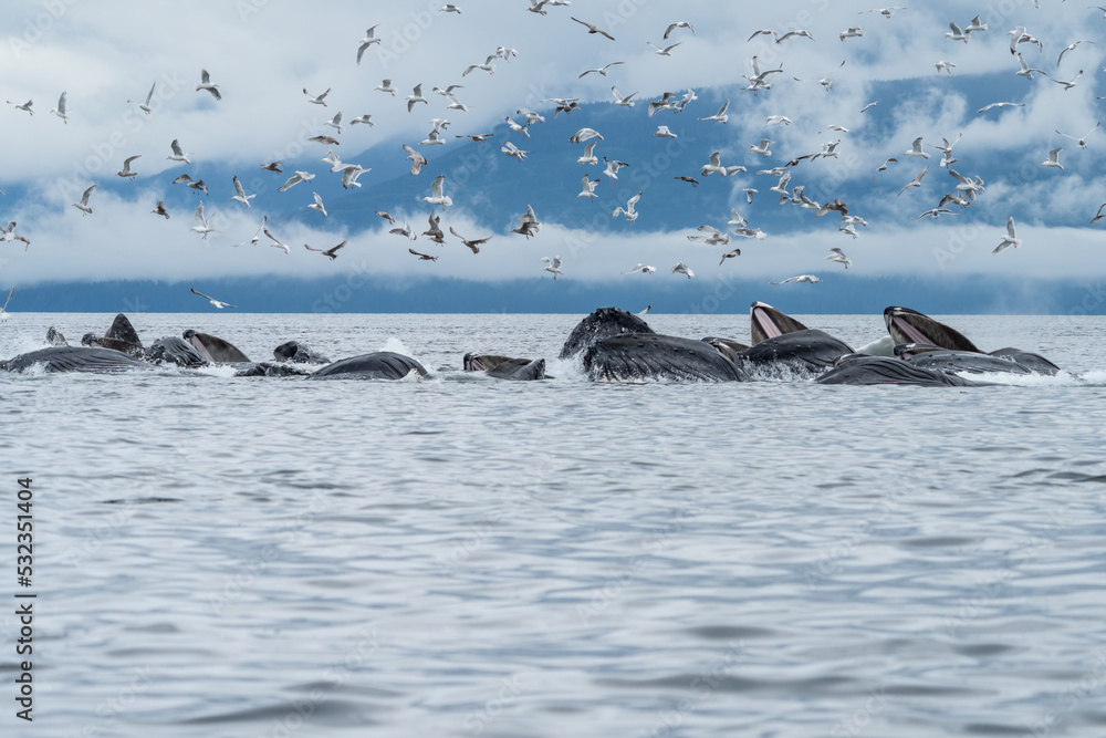 Fototapeta premium Bubblenet feeding humpback whales in South East Alaska