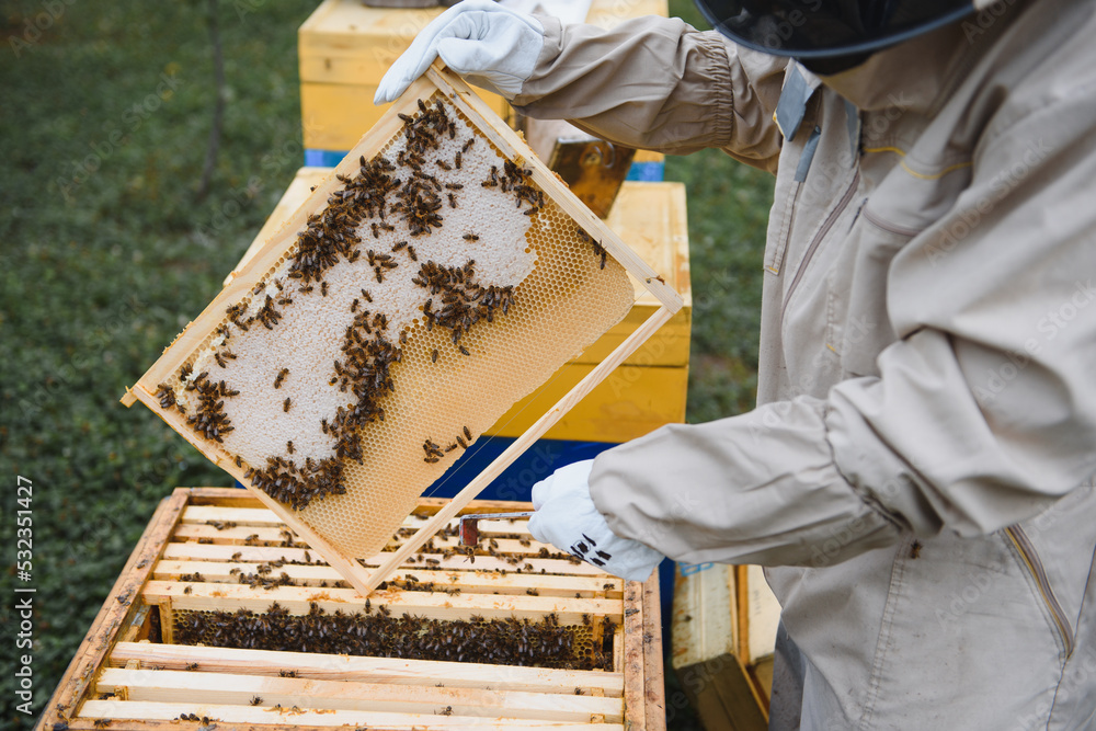 Beekeeper is working with bees and beehives on the apiary. Beekeeping concept