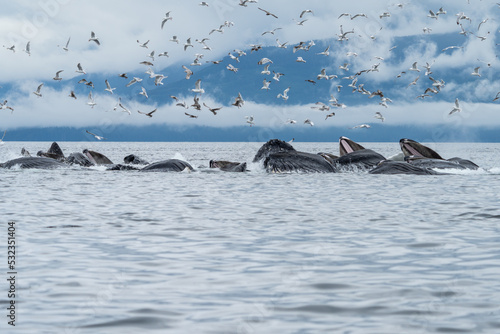 Bubblenet feeding humpback whales in South East Alaska