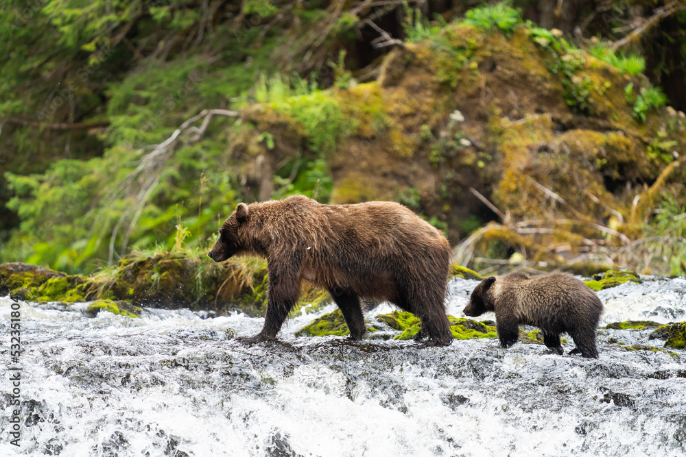 Coastal Brown bears in a stream near Freshwater Bay in South East Alaska Coastal Brown bears in a stream near Freshwater Bay in South East Alaska
