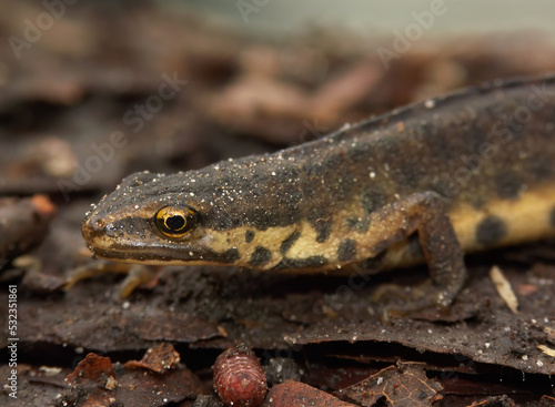 Closeup on a terrestrial European common smooth newt  Lissotriton vulgaris