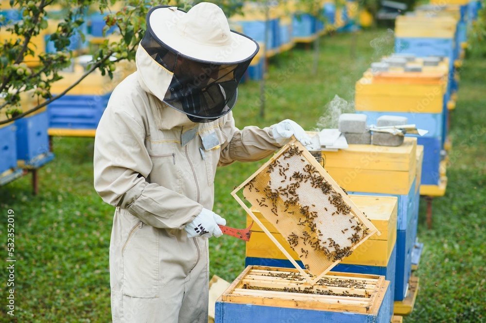 Beekeeper working collect honey. Beekeeping concept.