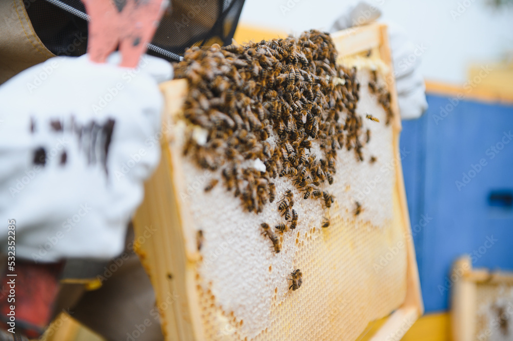 Beekeeper is working with bees and beehives on apiary. Bees on honeycomb. Frames of bee hive. Beekeeping. Honey. Healthy food. Natural products. Beekeeper is working with bees and beehives on apiary. Bees on honeycomb. Frames of bee hive. Beekeeping. Honey. Healthy food. Natural products.