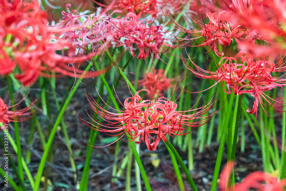雑木林に咲き誇る彼岸花