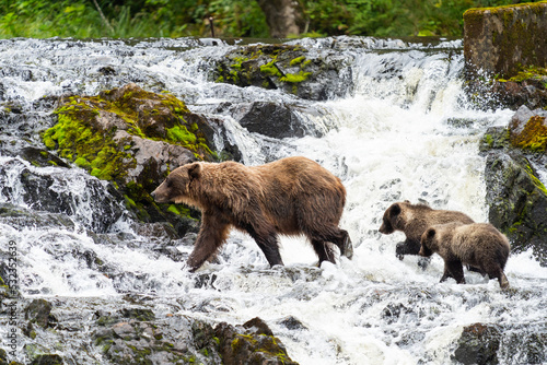 Coastal Brown bears in a stream near Freshwater Bay in South East Alaska