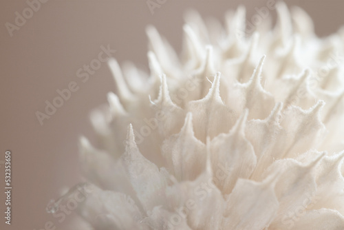 Beautiful romantic lovely wedding dried flower spike bud with neutral beige blur background macro