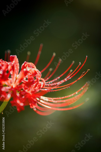 Wallpaper Mural equinox flowers  bloom warmly in autumn Torontodigital.ca