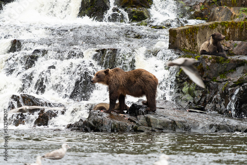 Wallpaper Mural Coastal Brown bears in a stream near Freshwater Bay in South East Alaska Torontodigital.ca