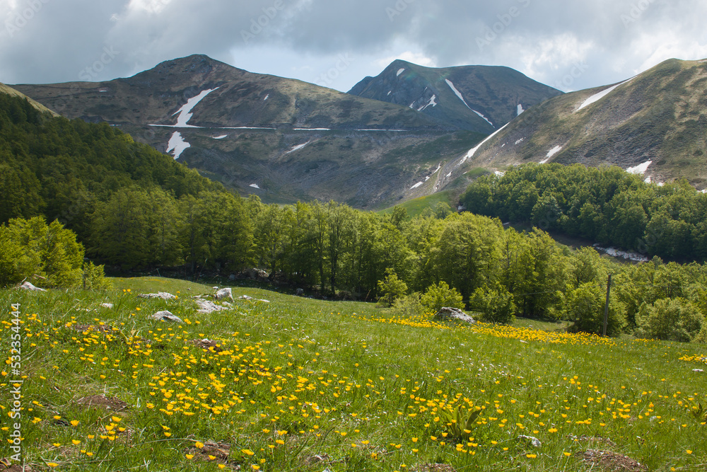 Obraz premium View of mountain meadow with wild yellow flowers in Lazio Italy