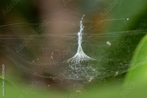 Tropical tent-web spider with its egg sac.