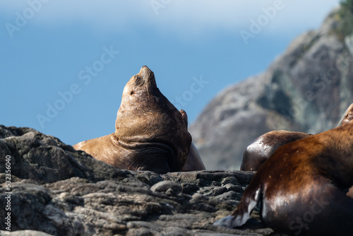Stellars sea lions hauled out on a rock in the Inian Islands, South East Alaska