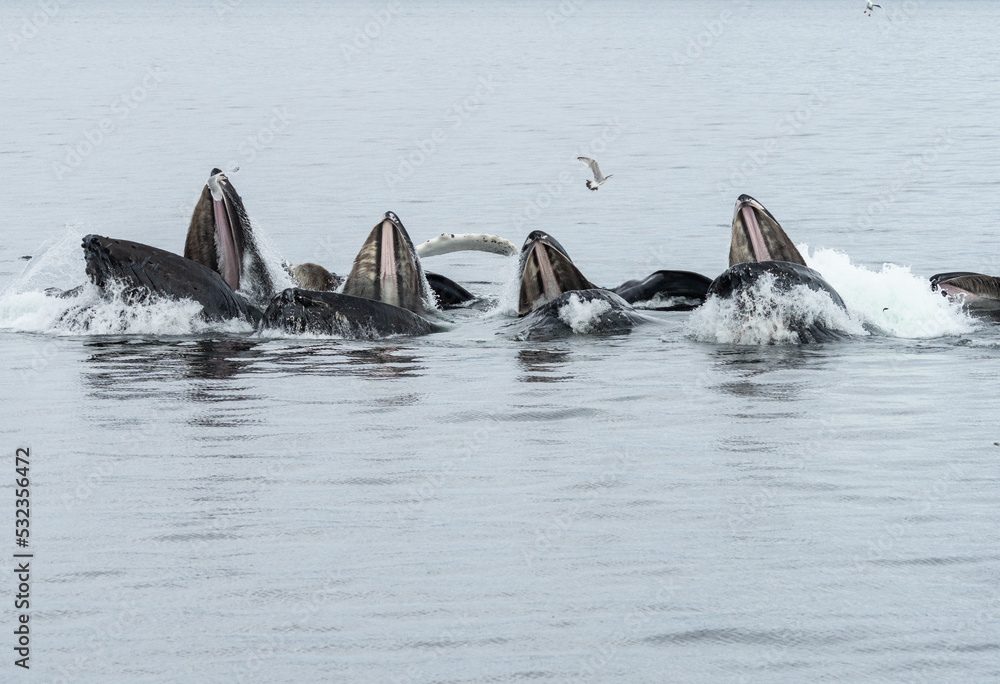 Fototapeta premium Bubblenet feeding humpback whales in South East Alaska