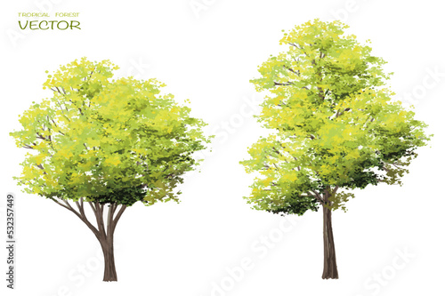 Vector watercolor of tree side view isolated on white background for landscape  and architecture drawing, elements for environment and garden, painting botanical for section 