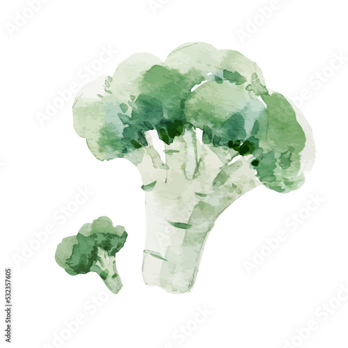 Beautiful vector stock clip art illustration with hand drawn watercolor tasty broccoli vegetable. Healthy vegan food.