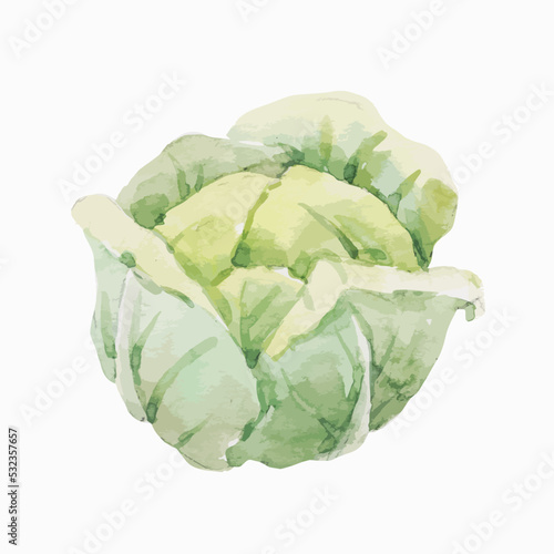 Beautiful vector stock clip art illustration with hand drawn watercolor tasty cabbage vegetable. Healthy vegan food.