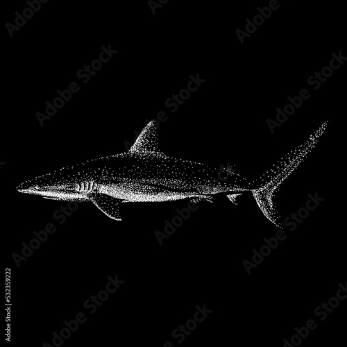 Caribbean Reef Shark hand drawing vector illustration isolated on black background