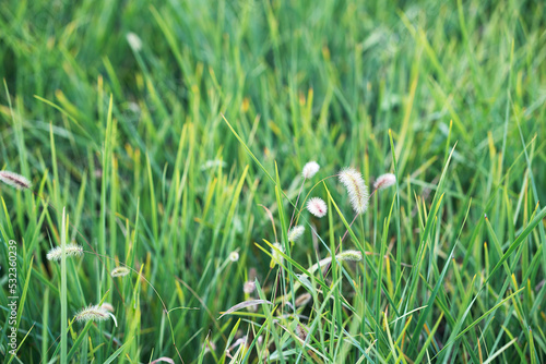 Close-up of dog's tail grass in ryegrass photo