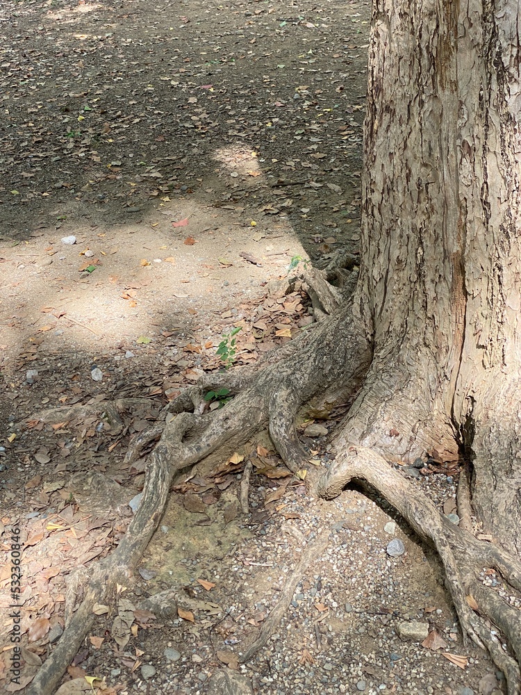 The roots of the dry wooden trunk at the park of Ueno Tokyo Japan, year 2022 The roots of the dry wooden trunk at the park of Ueno Tokyo Japan, year 2022