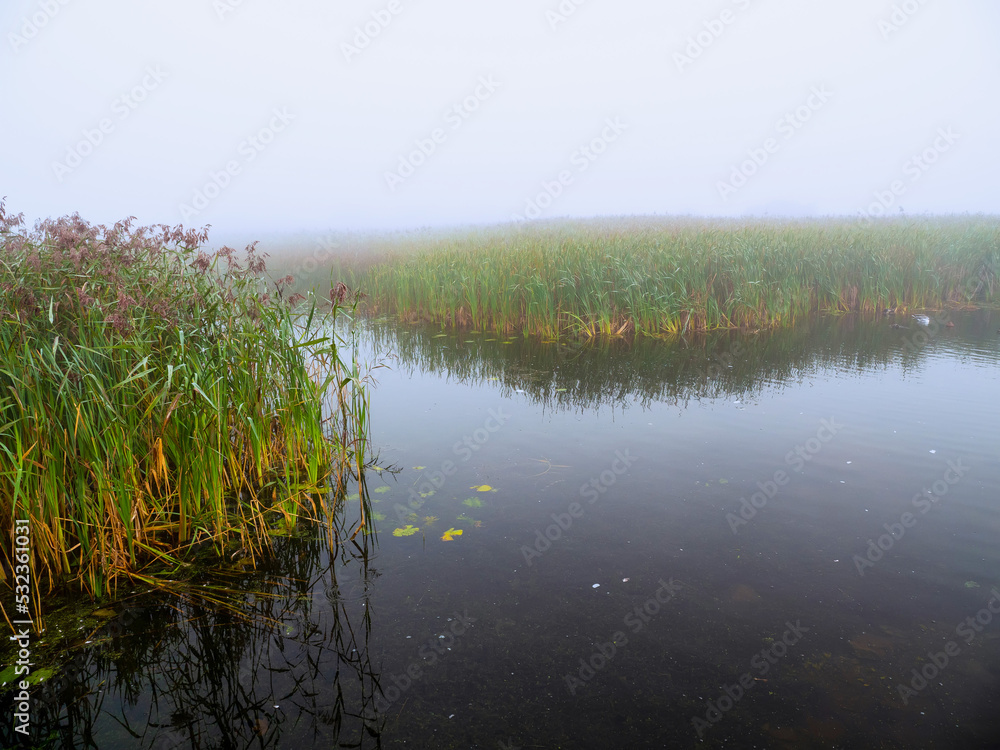 High green grass and lake in a cool fog. Selective focus. Beautiful nature scenery. Warm and cool color. Nobody. High green grass and lake in a cool fog. Selective focus. Beautiful nature scenery. Warm and cool color. Nobody.