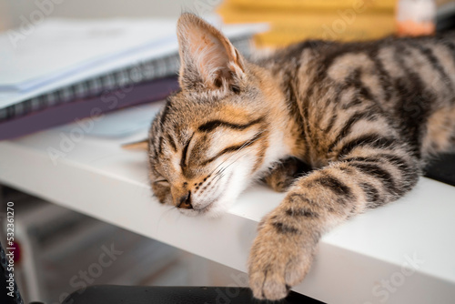Small cute kitten with tiger pattern fur sleeping on an office table. Selective focus. Employee of the month humor concept.