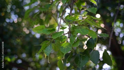 Close-up ficus religiosa or pipal 