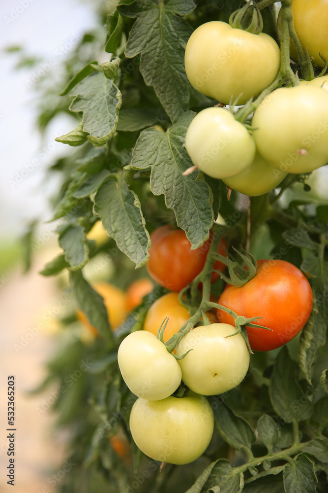 Fine organic tomato plants, Gotland Sweden.