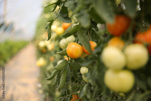 Fine organic tomato plants, Gotland Sweden.