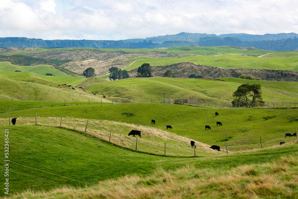 landscape with green hills, cows and clouds, New Zealand, northern island