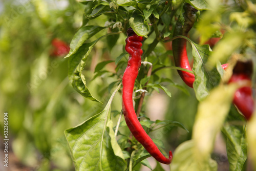 Fine organic chili pepper plants, Gotland Sweden.