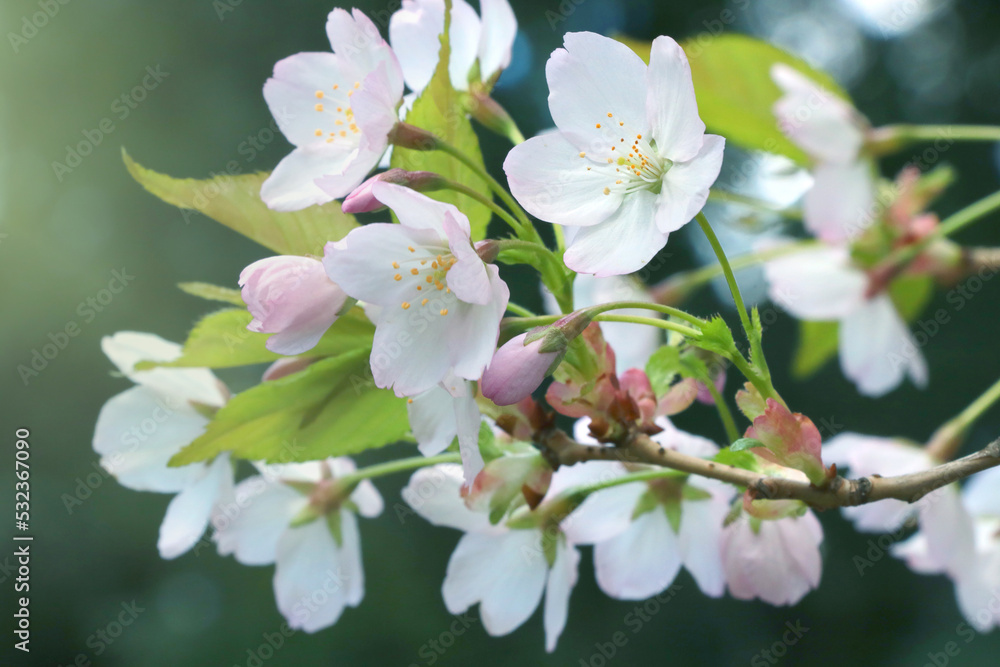 Young flowering branch of cherry or apple tree in the garden in spring.