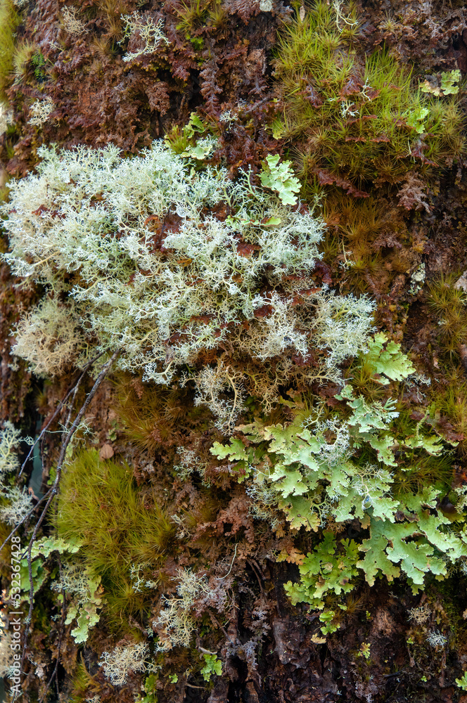 Lake St Clair Australia, lichens and moss growing on a tree trunk in alpine forest Lake St Clair Australia, lichens and moss growing on a tree trunk in alpine forest