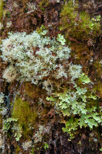 Lake St Clair Australia  lichens and moss growing on a tree trunk in alpine forest