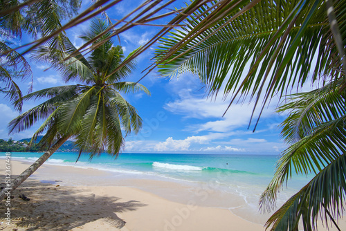 Coconut tree leaf shadows sandy clouds good summer. Palm seaside resort. Beach sea sky sun. Tropical Palm tree island summer paradise. Text space area. no people.